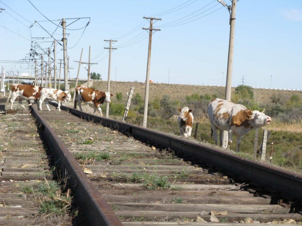 Information "Cattle on the railway track"!