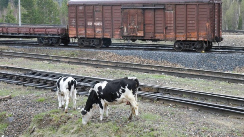 Статья «Внимание! Скот на железнодорожном пути!»