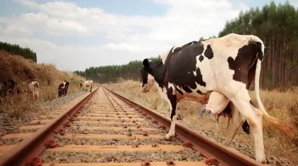 Cattle on the railway track